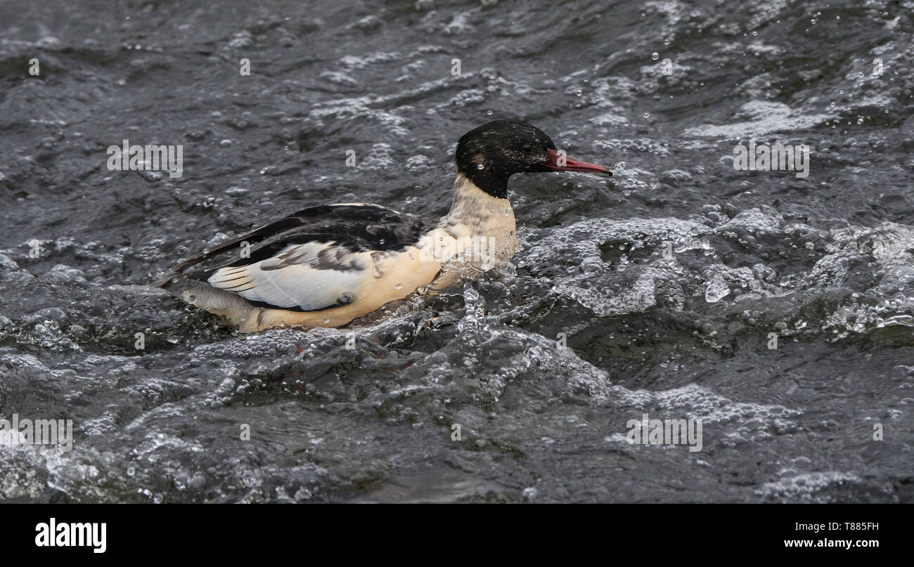 Smergo maggiore in rapida esecuzione di acqua, Fiume Nith, Dumfries Scozia Scotland Foto Stock