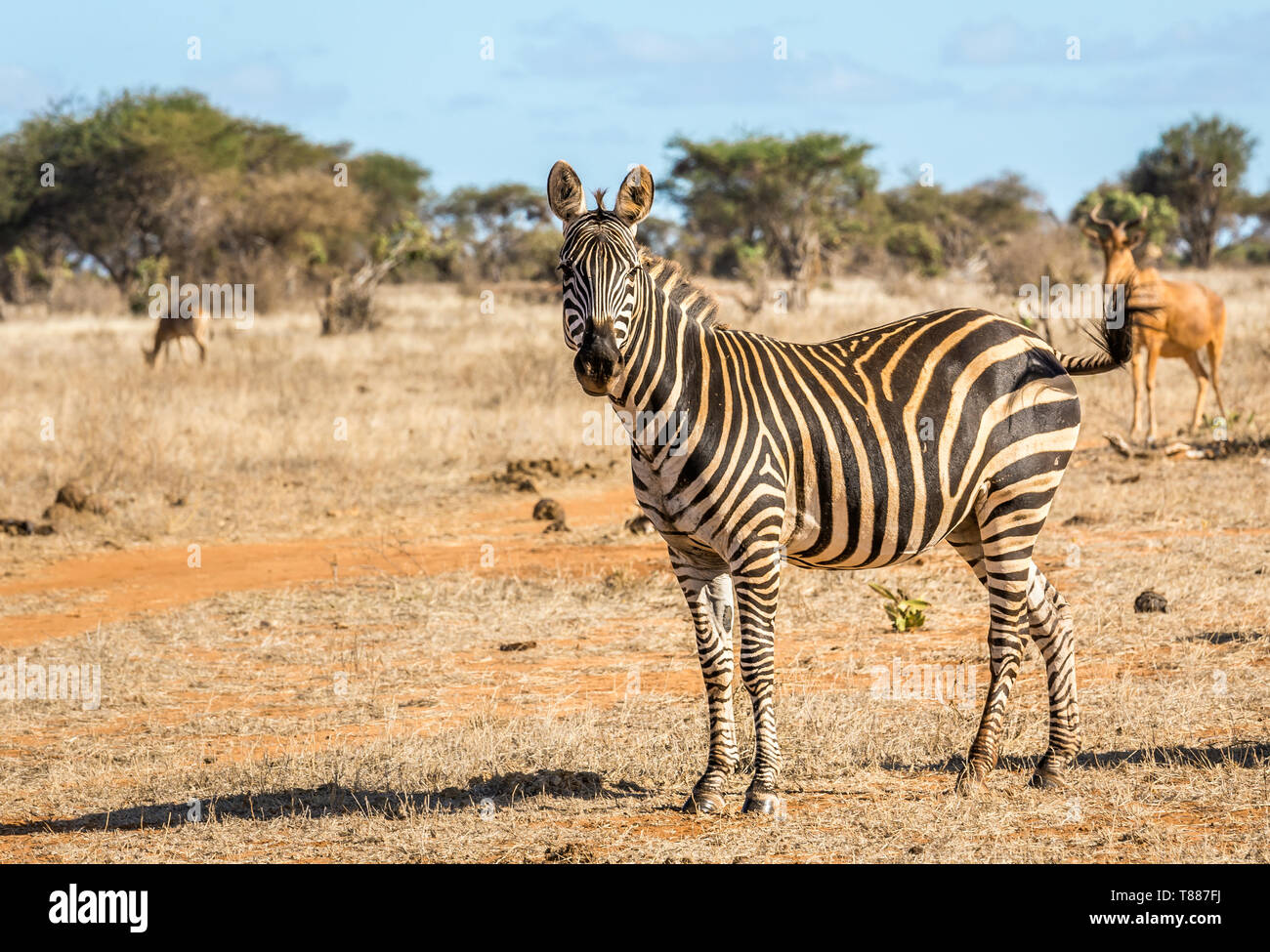 Primo piano della sorprendente zebra sulle pianure di Savannah a Tsavo East Park, Kenya Foto Stock