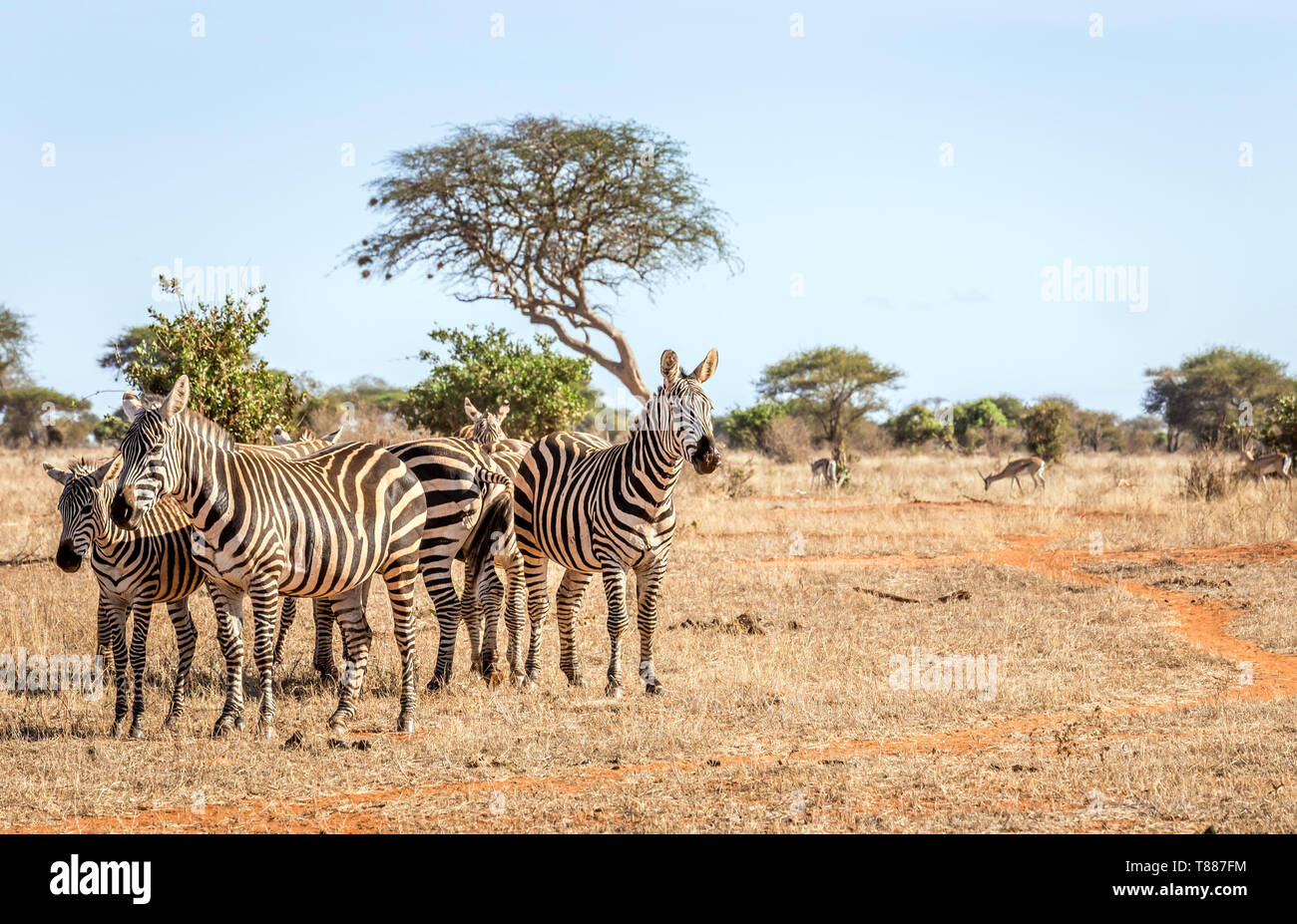 Allevamento di incredibile zebre sulle pianure di Savannah a Tsavo East Park, Kenya Foto Stock