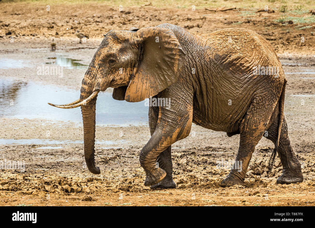 Primo piano dell' elefante africano sulle pianure di Savannah a Tsavo East Park, Kenya Foto Stock