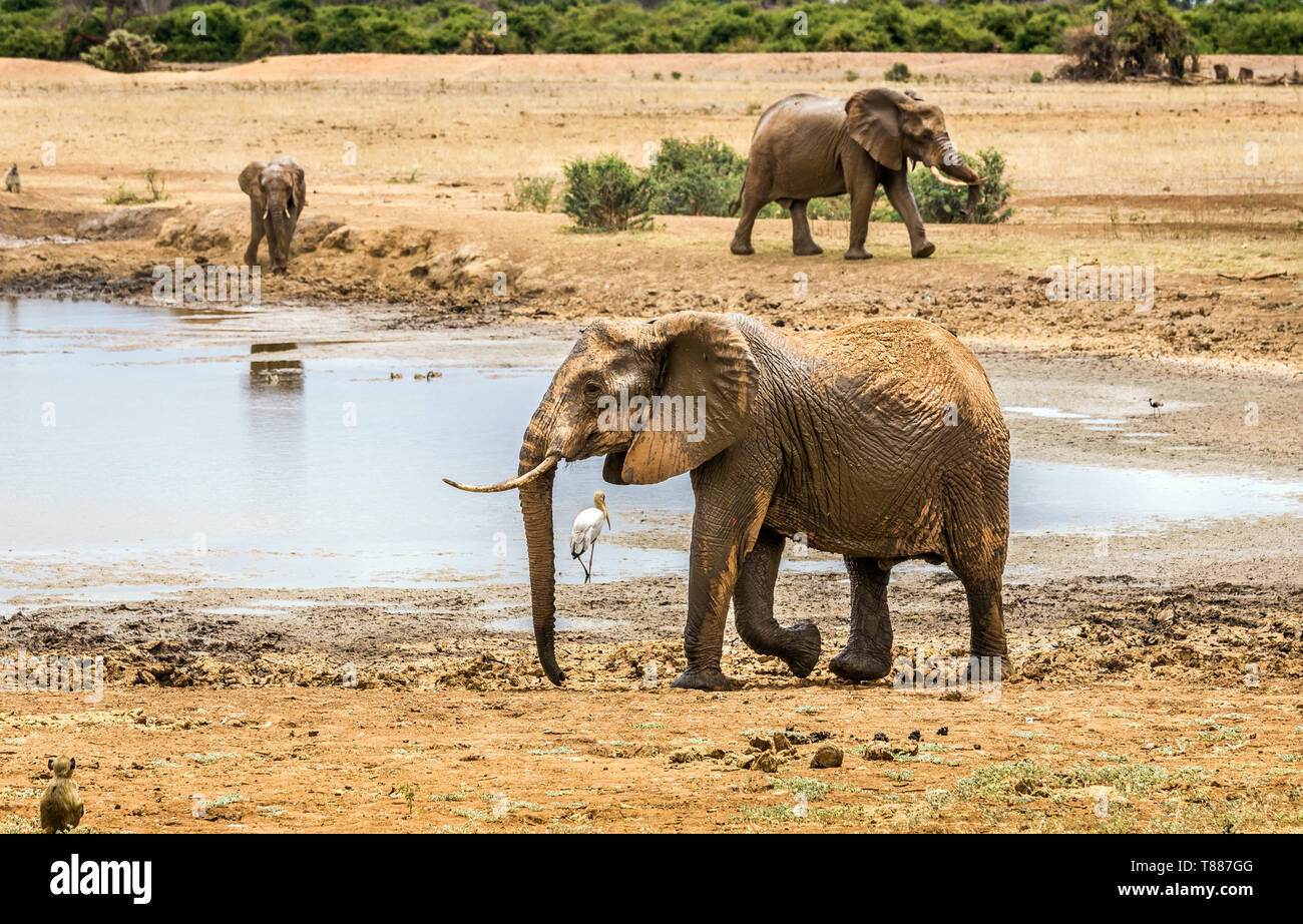 Branco di elefanti africani sulle pianure di Savannah a Tsavo East Park, Kenya Foto Stock