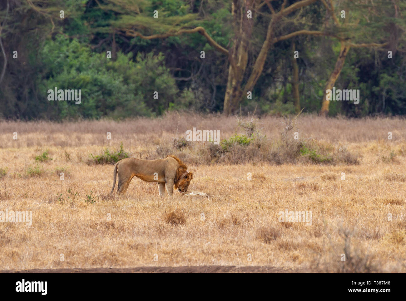 Lion coppia coniugata lion leonessa, due 2 maschio femmina coppia, panthera leo, Riserva Nazionale di Masai Mara Kenya Africa Orientale macchia aperta nella parte anteriore del woodla Foto Stock