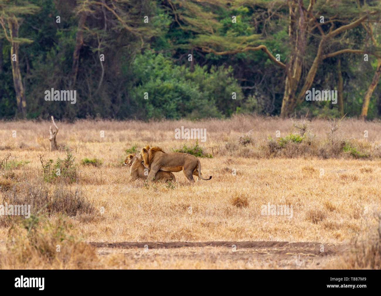 Lion coppia coniugata lion leonessa, due 2 maschio femmina coppia, panthera leo, Riserva Nazionale di Masai Mara Kenya Africa Orientale macchia aperta nella parte anteriore del woodla Foto Stock