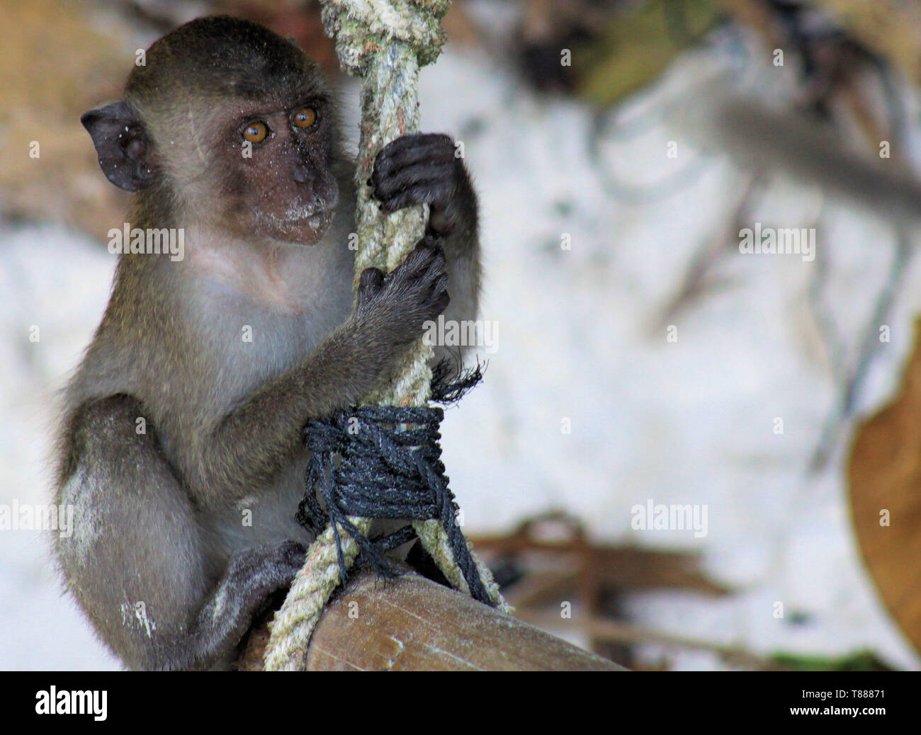 Close up di giovani granchio di sabbia mangiare lunga coda Macaque (Macaca fascicularis) swing su una corda sulla spiaggia di Ko Phi Phi, Thailandia Foto Stock