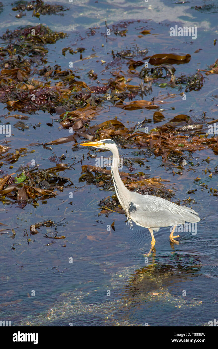 Airone cenerino wading sulla costa del Regno Unito Foto Stock