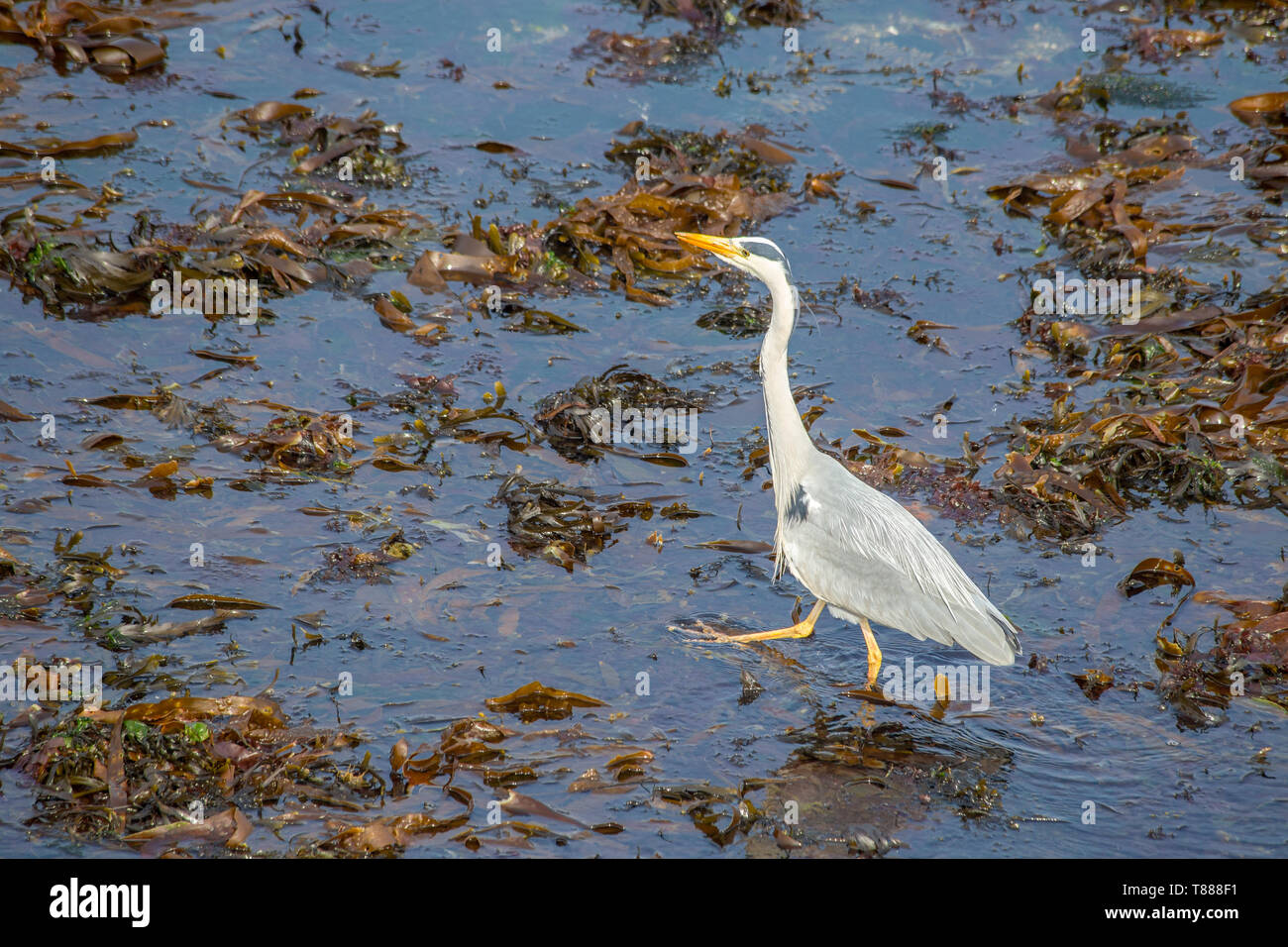 Airone cenerino wading sulla costa del Regno Unito Foto Stock