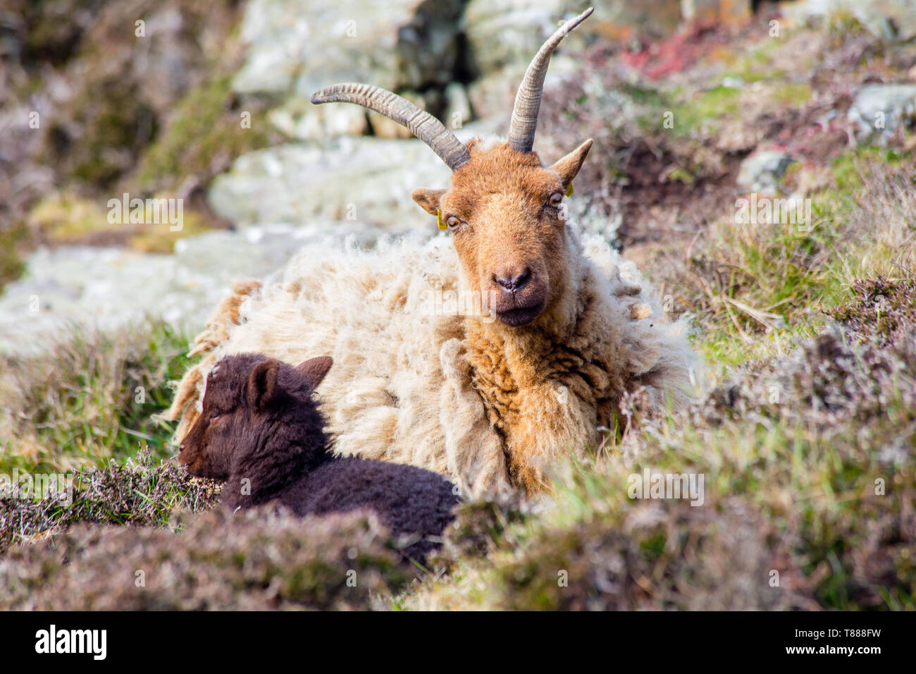 Pecora cornuta e agnello al Raad Ny Foillan sentiero costiero intorno all'Isola di Man Foto Stock