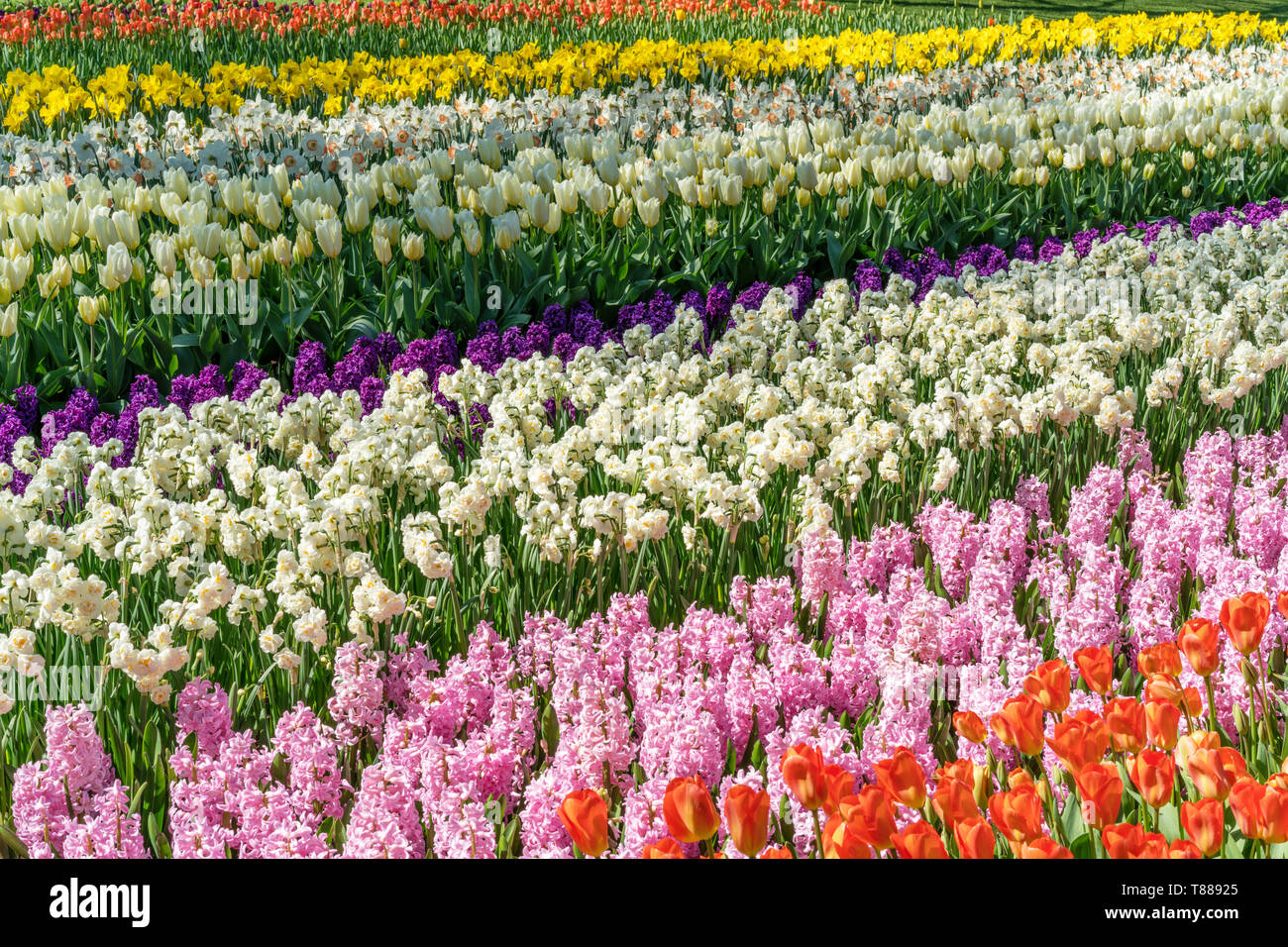 Il campo listati di tulipani rossi, viola e rosa hyacints, bianco e giallo dafodils nella primavera del giorno di sole in Olanda Foto Stock