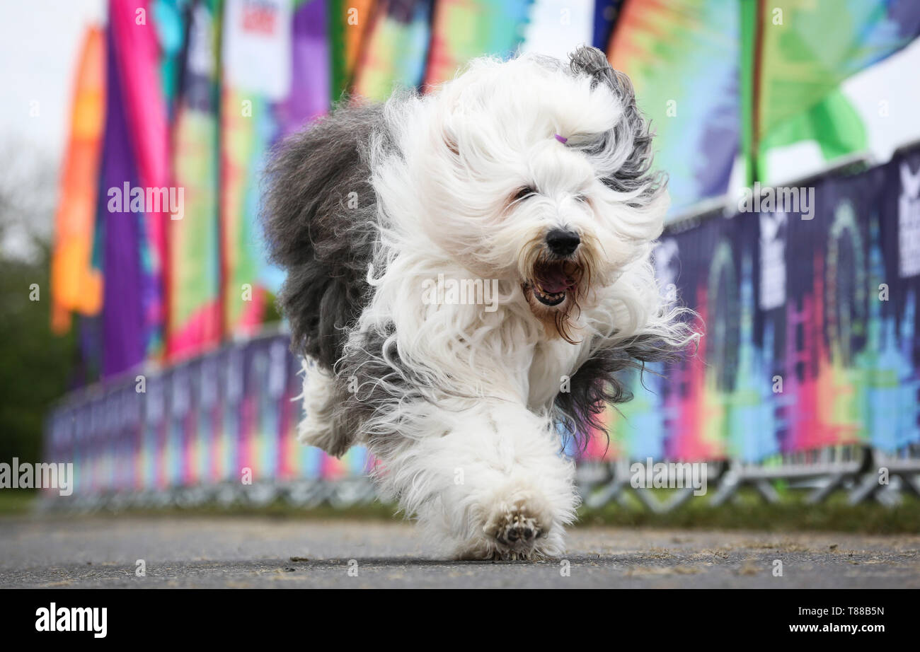 Solo uso editoriale Dulux Dog, Willow la Old English Sheepdog, attraversa la linea di arrivo durante la Dulux Londra evento della rivoluzione in Windsor, Berkshire. Foto Stock