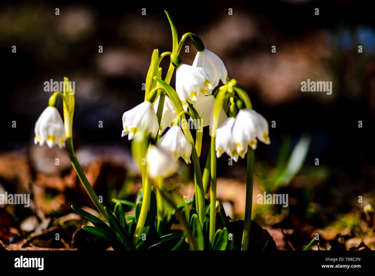 Molla di fiocchi di neve dalla Repubblica ceca Foto Stock