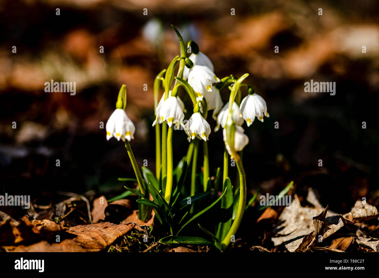 Molla di fiocchi di neve dalla Repubblica ceca Foto Stock