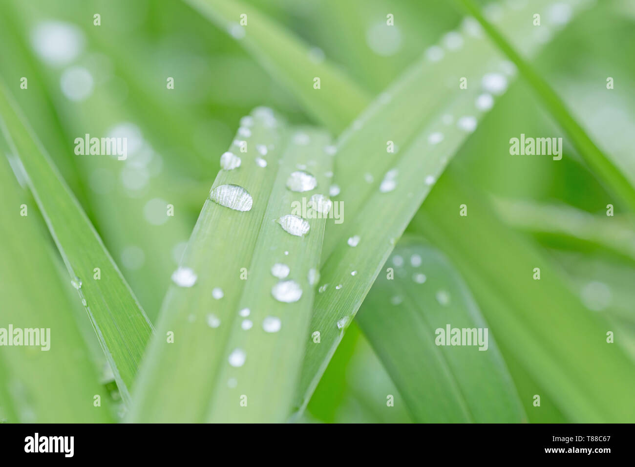 Close up di gocce di pioggia sulle foglie di iris Foto Stock