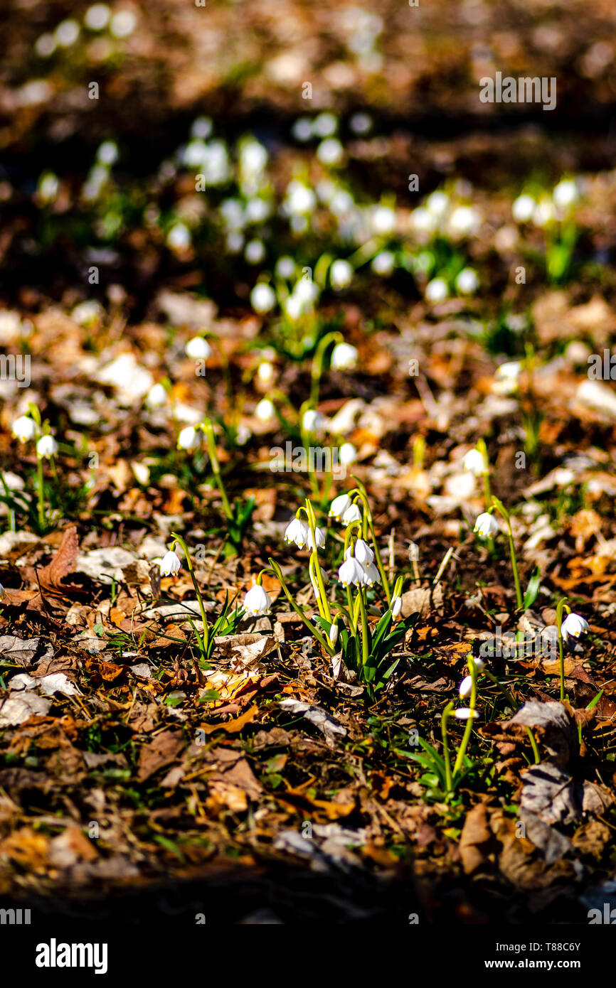 Molla di fiocchi di neve dalla Repubblica ceca Foto Stock