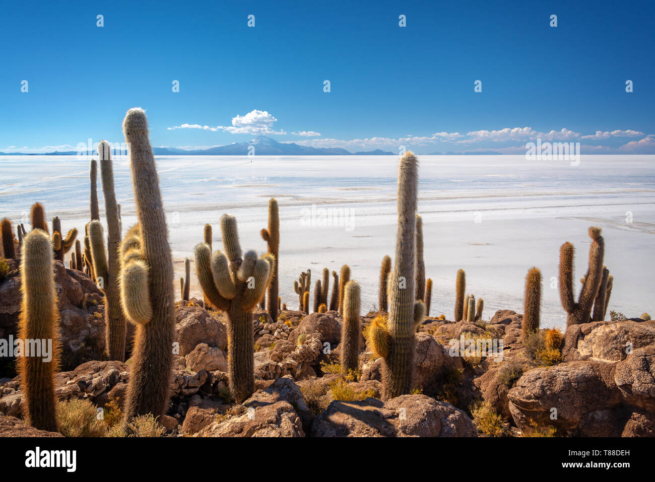 Cactus in Incahuasi isola, Salar de Uyuni distesa di sale, Potosi, Bolivia Foto Stock