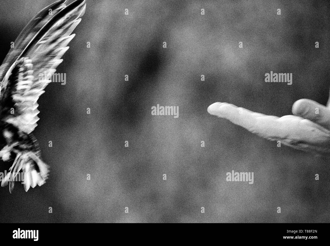 Mano alzata rondoni giovani Foto Stock