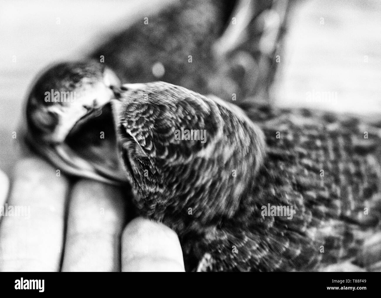 Mano alzata rondoni giovani Foto Stock