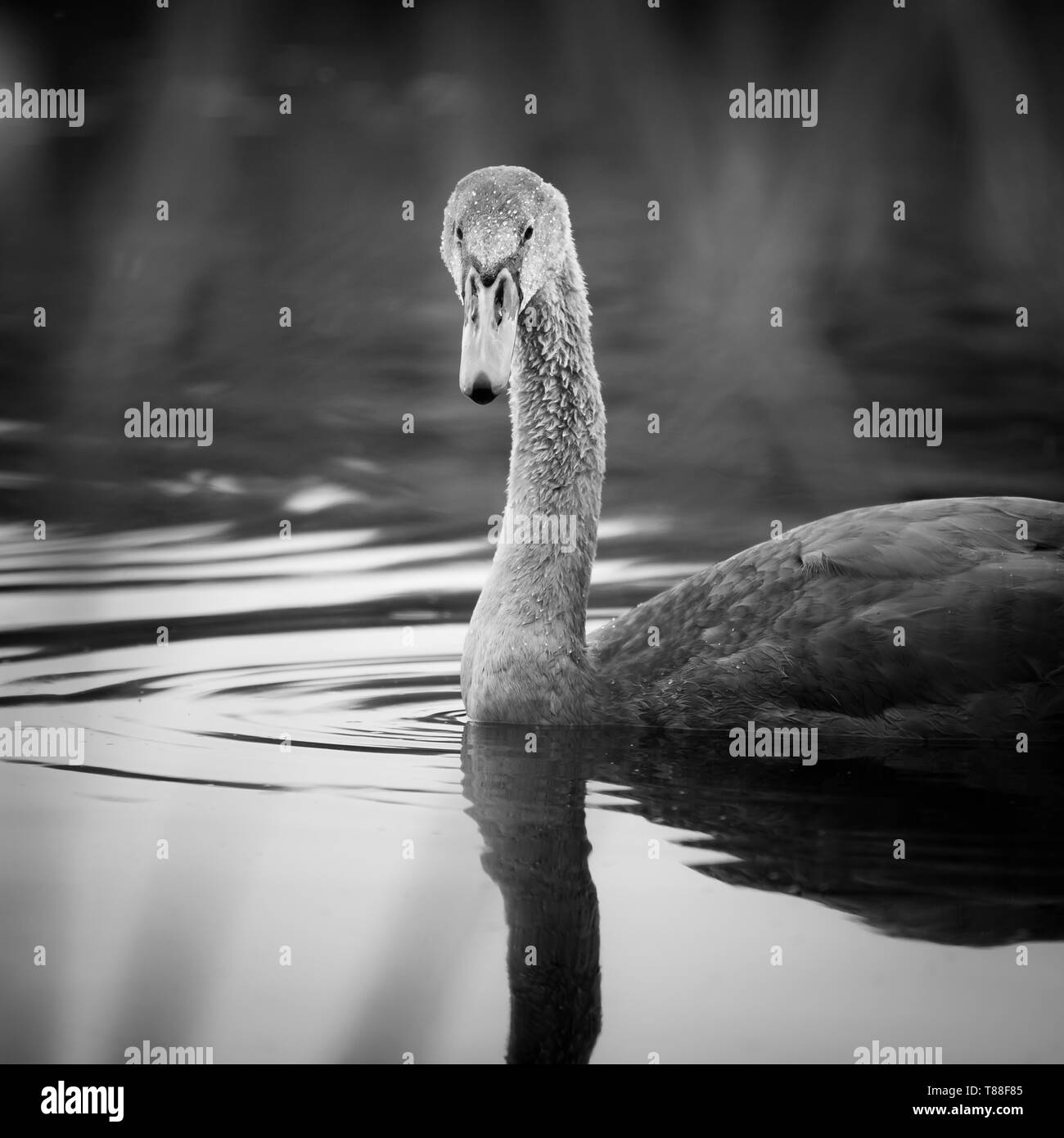 Un giovane swan guarda verso la telecamera attraverso le lamelle mentre flottante tramite lungo il fiume. Foto Stock