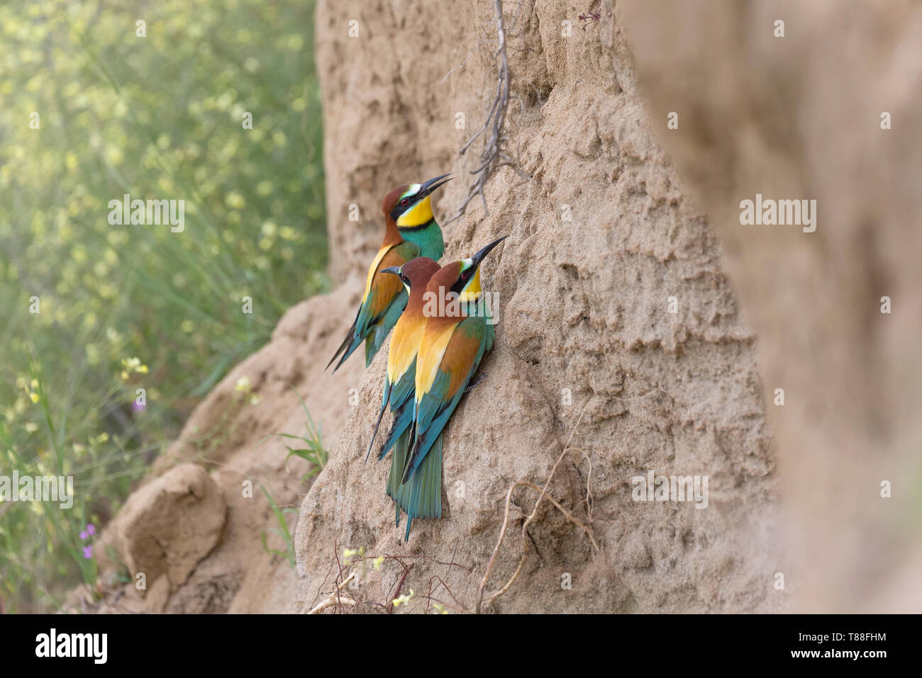Rendendo un nido, Europeo gruccioni in azione (Merops apiaster) Foto Stock