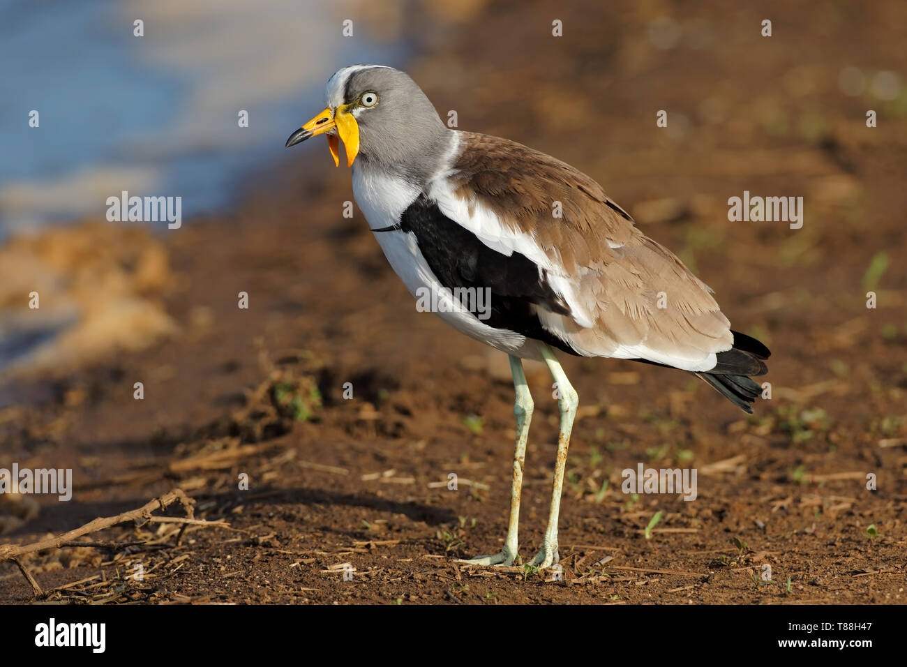 Bianco-incoronato pavoncella (Vanellus albiceps), Kruger National Park, Sud Africa Foto Stock