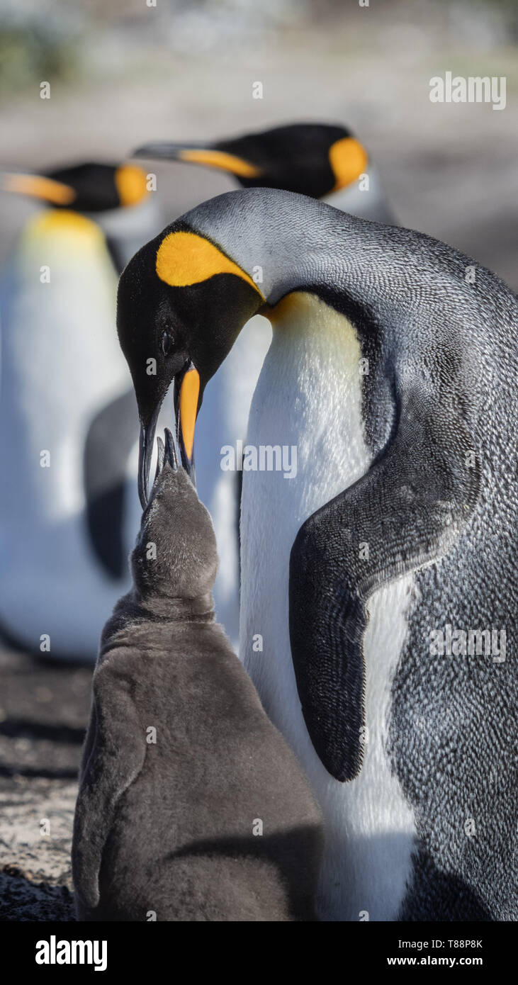 Re pinguino pulcino di alimentazione Foto Stock