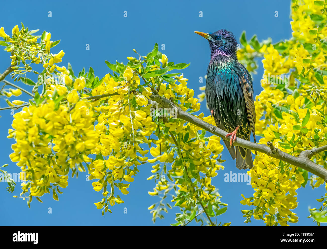 Starling, nome scientifico: Sturnus vulgaris. appollaiato in Maggiociondolo albero con colore giallo brillante fiori. Cielo blu sullo sfondo. Rivolto verso sinistra. Paesaggio Foto Stock