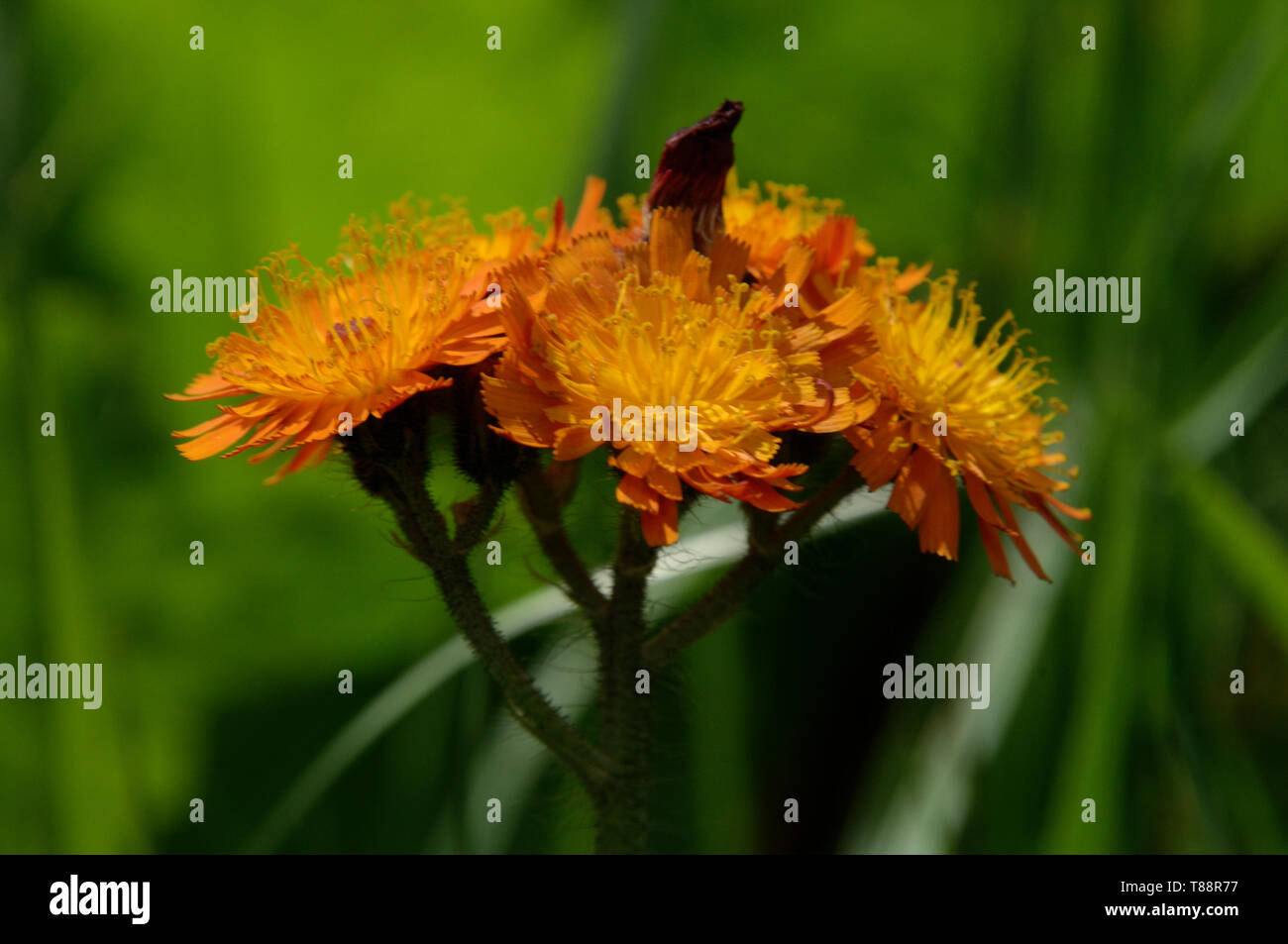 Hieracium aurantiacum; Pilosella aurantiaca (fox-e-lupetti, arancione hawk bit, devil's pennello, grim-la-collier) Foto Stock