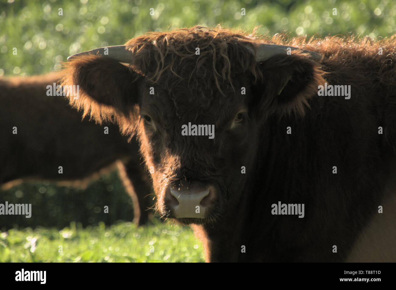 Aberdeen Angus bovini in un prato vicino a Rapperswil, Svizzera Foto Stock