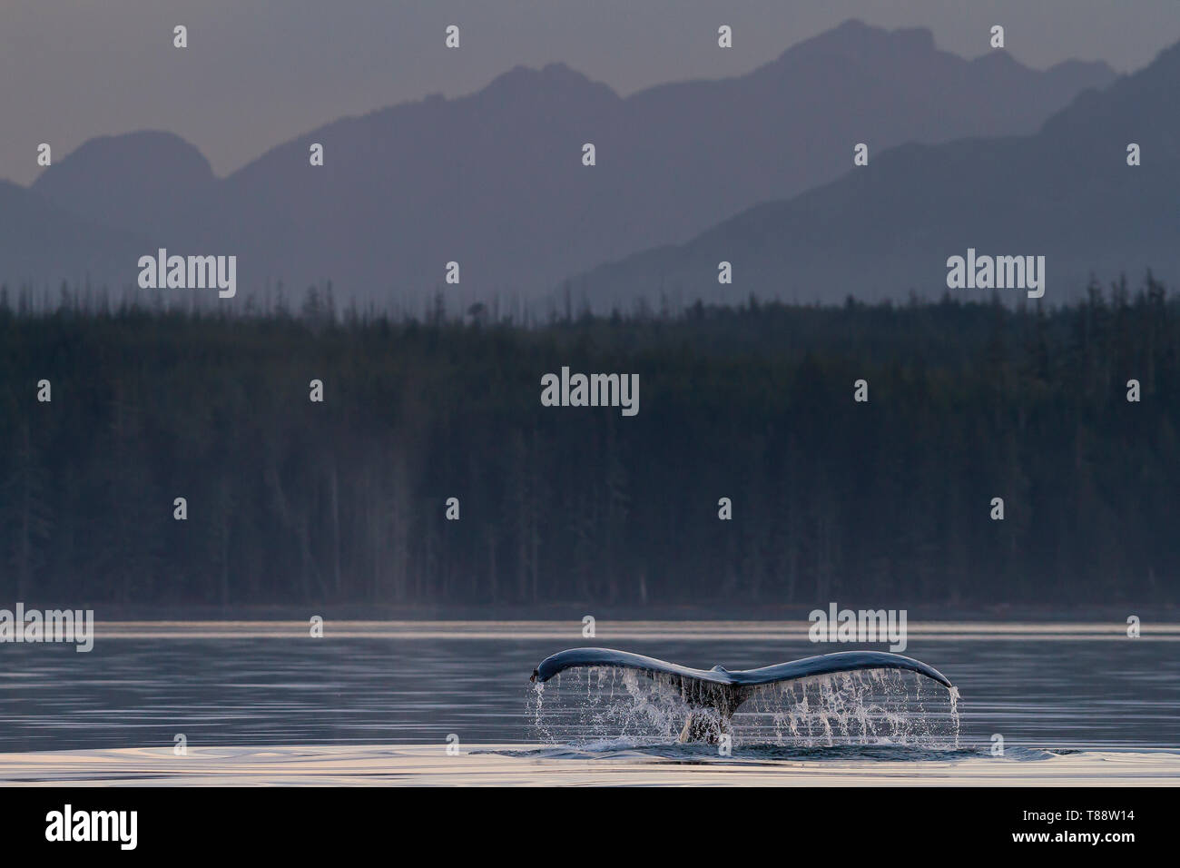 Humpback Whale il sollevamento della sua fluke per avviare una profonda immersione nella Broughton arcipelago, con l'isola di Vancouver montagne sullo sfondo, le Prime Nazioni T Foto Stock