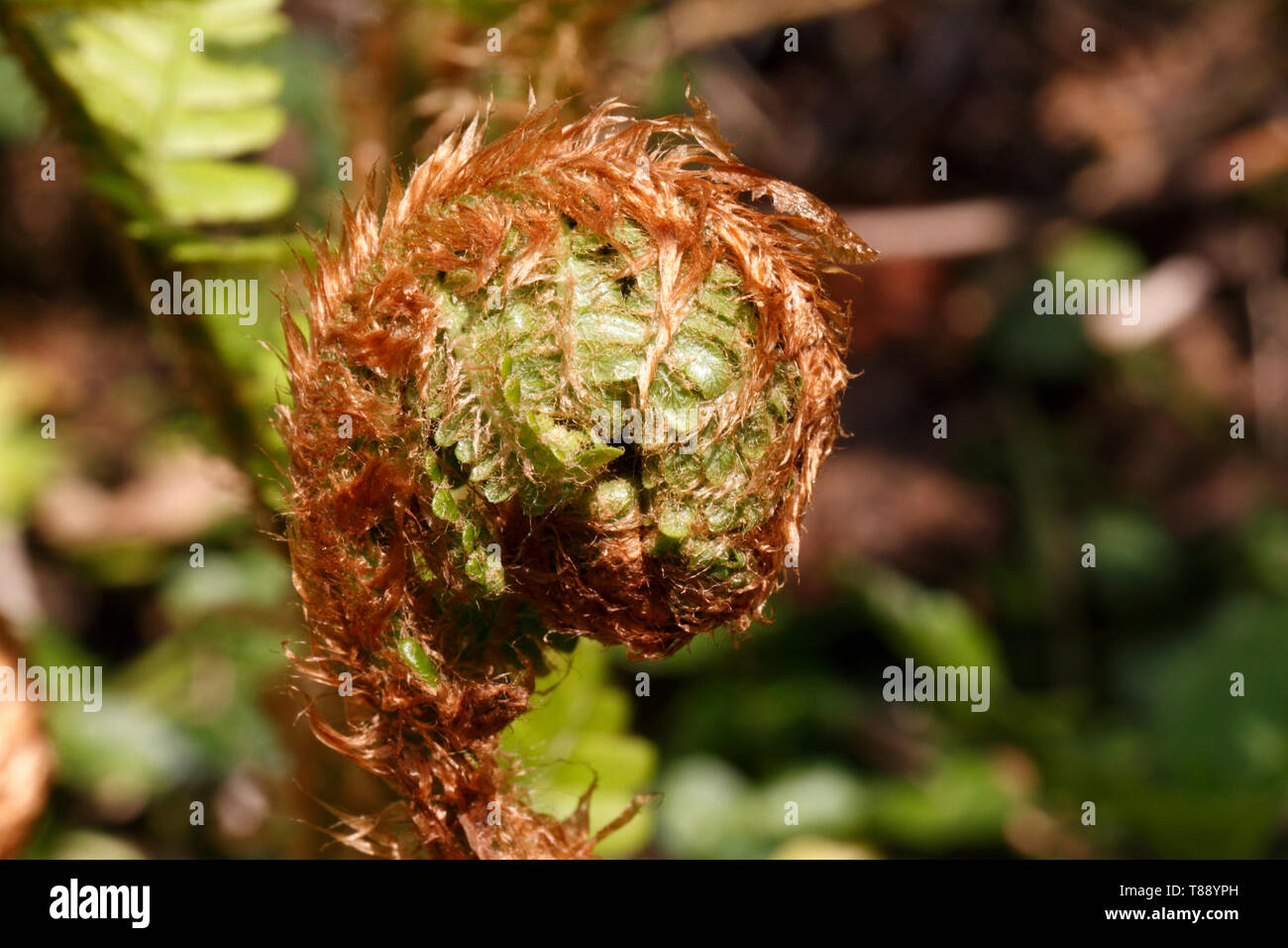Una struttura ruvida Fern frond, Dicksonia squarrosa, dispiegarsi. Nature spirali. Foto Stock