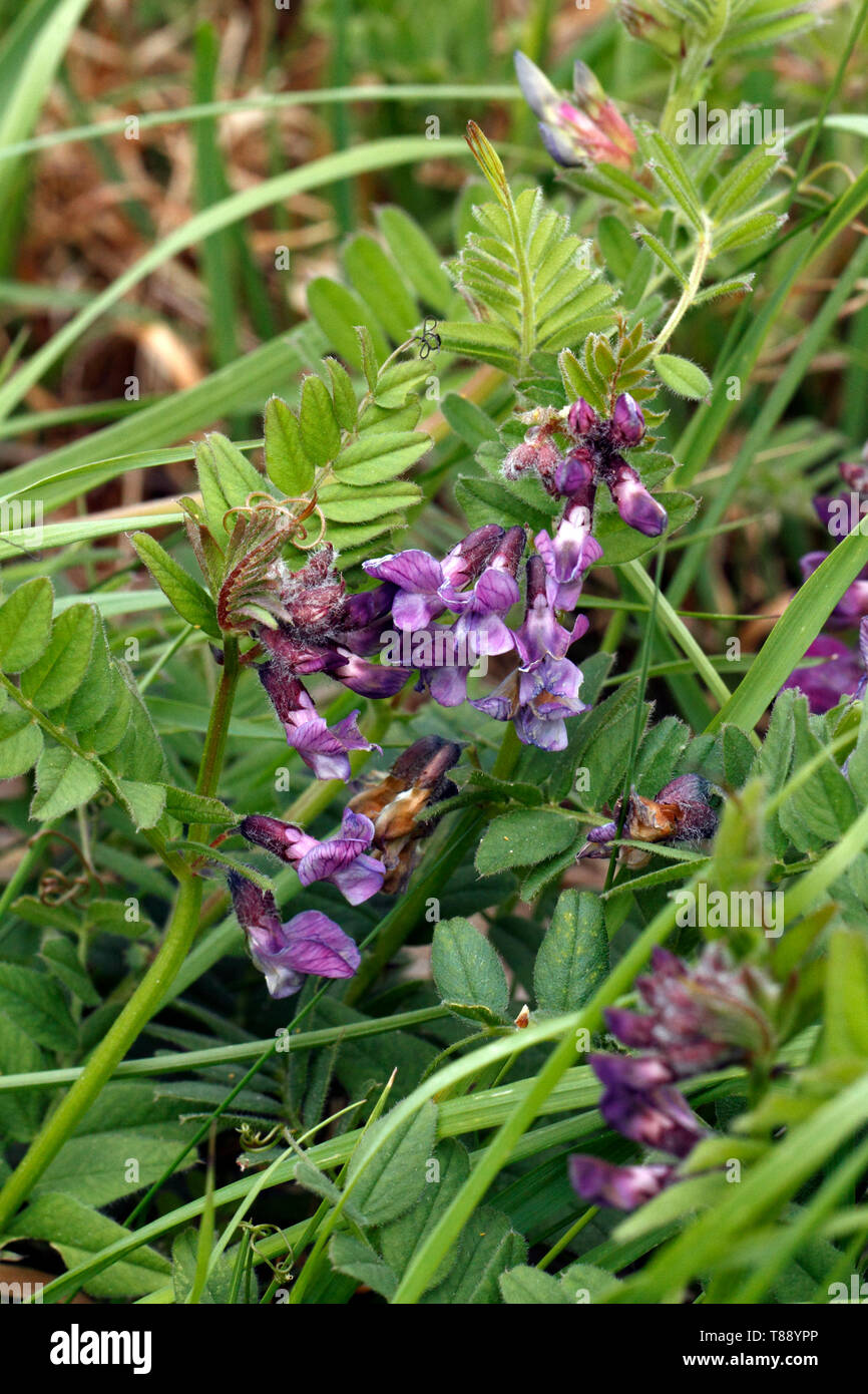 Bush veccia Vicia sepium. Foto Stock