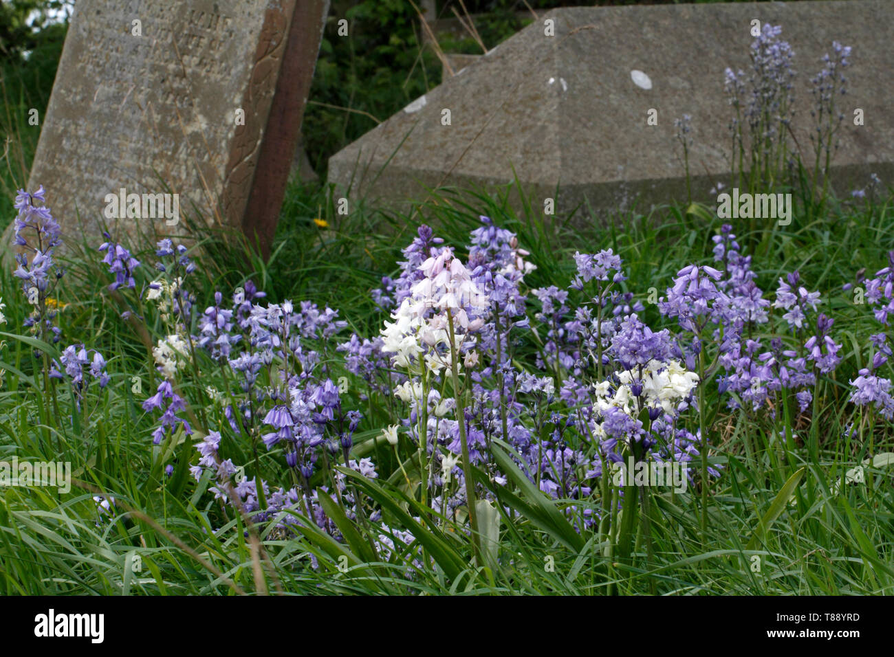 Lapidi o lapidi o di tombe in un cimitero, suirounded da Bluebells in primavera. Foto Stock