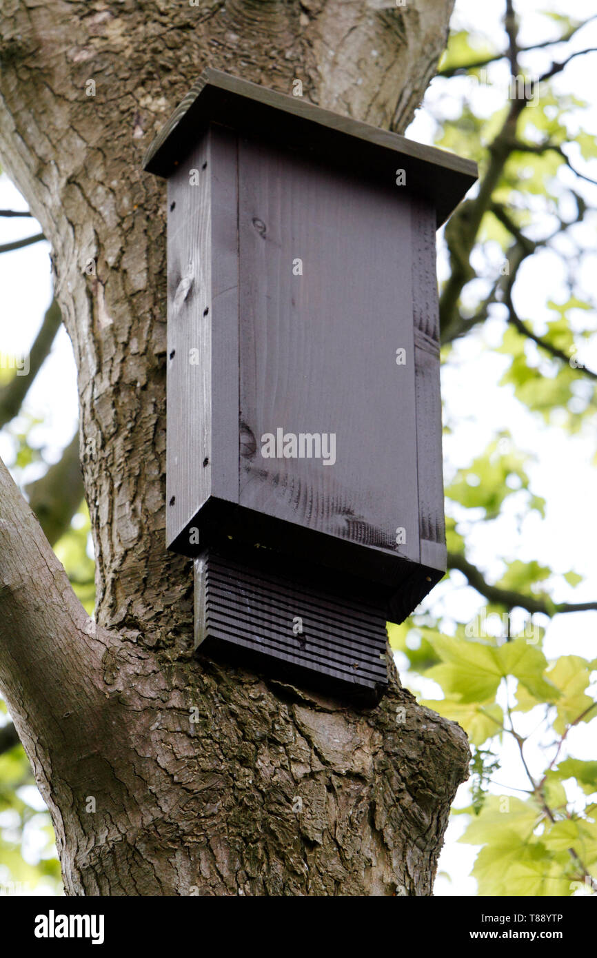 Bat box in un churyard, su di un legno di latifoglie albero. Foto Stock