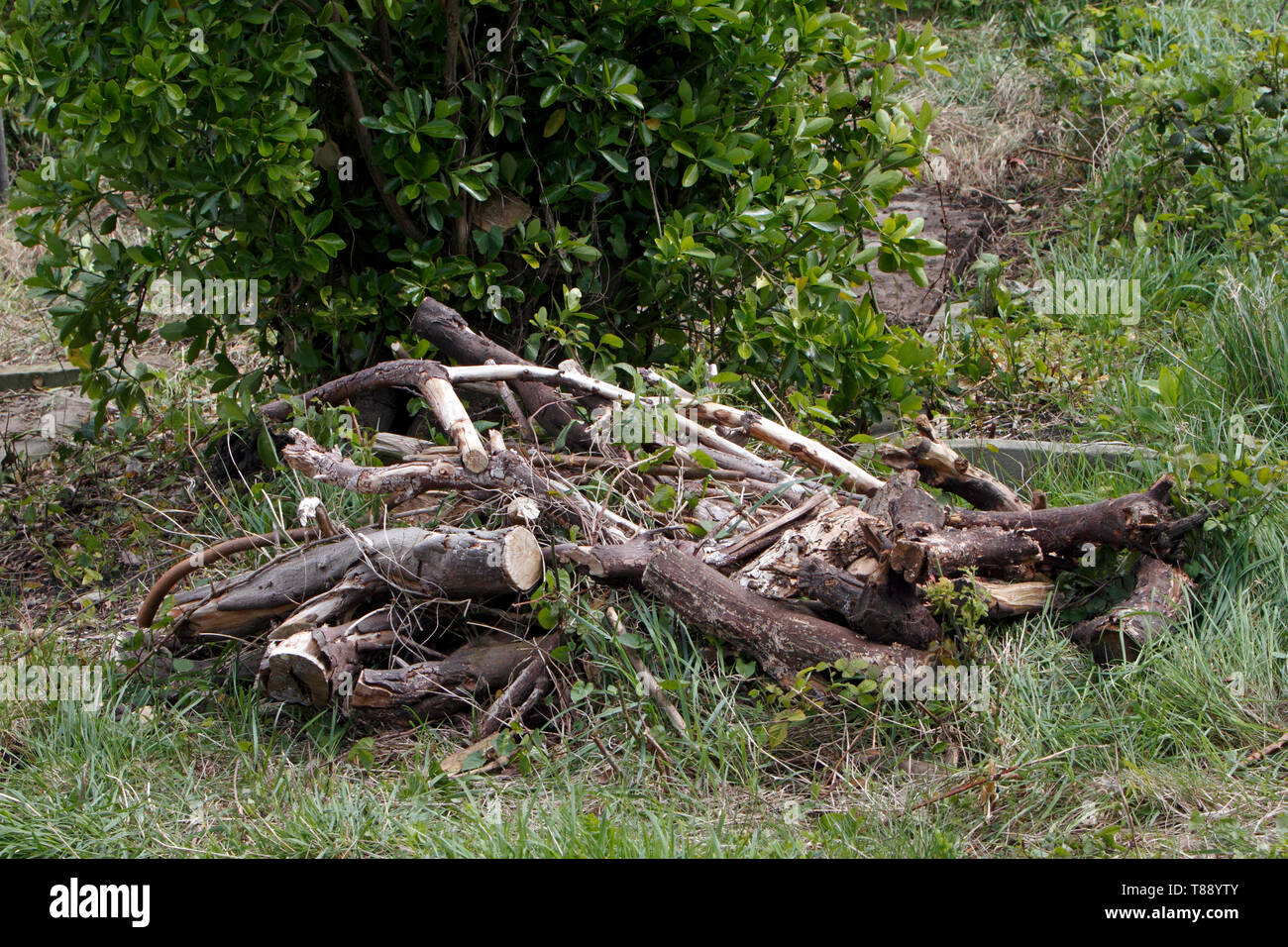 Pila di tronchi facendo un habitat di coleotteri e bug in un cimitero. Foto Stock
