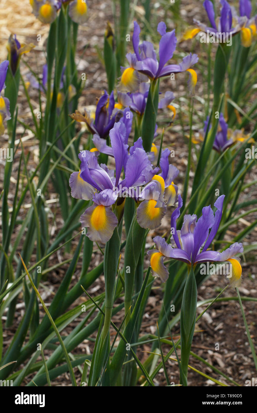 Iridi di fioritura. Il blu e il giallo Foto Stock