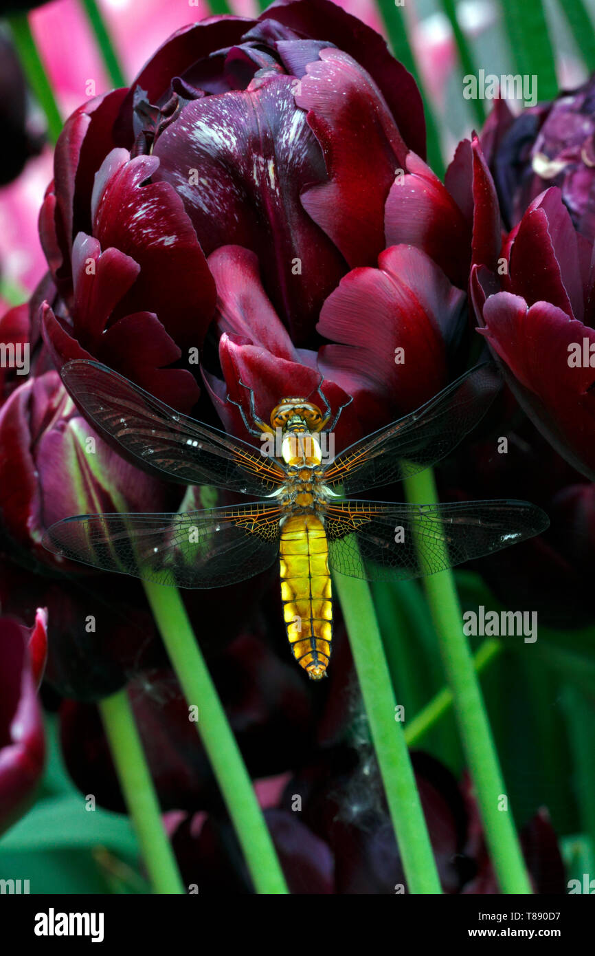 Ampia femmina corposo chaser dragonfly. British. Europeo. Libellula depressa. Ampia corposo Libellula. Foto Stock