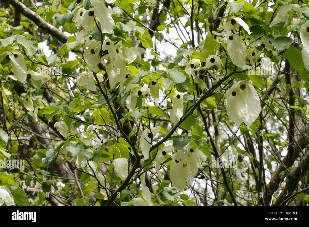 Davidii var involucrata vilmoriniana fioritura Hankerchief Fazzoletto della struttura ad albero. Fiori. Foto Stock