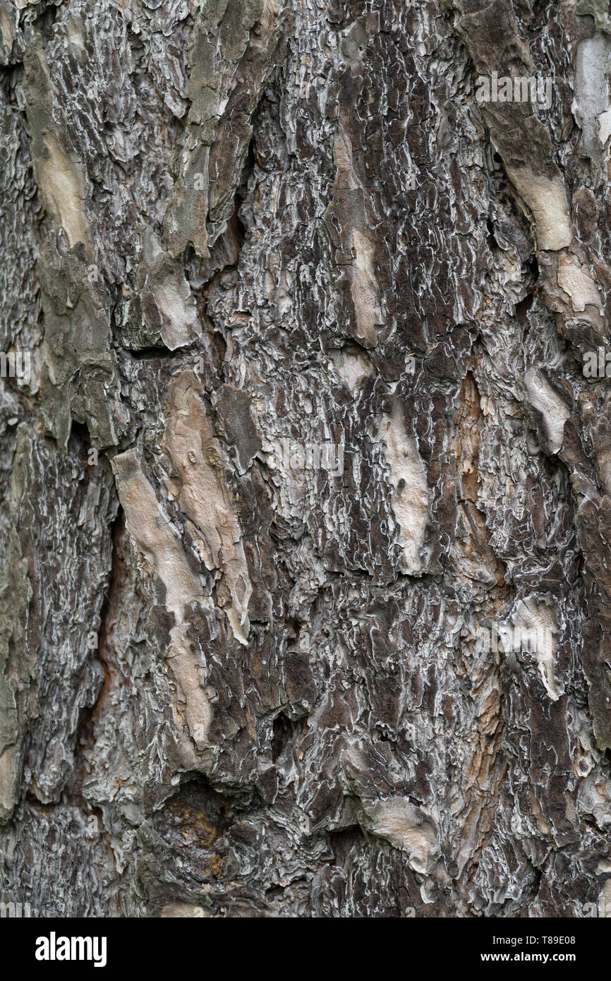 La struttura di corteccia di quercia antica. Materiale naturale o texture di sfondo marrone. Foto Stock