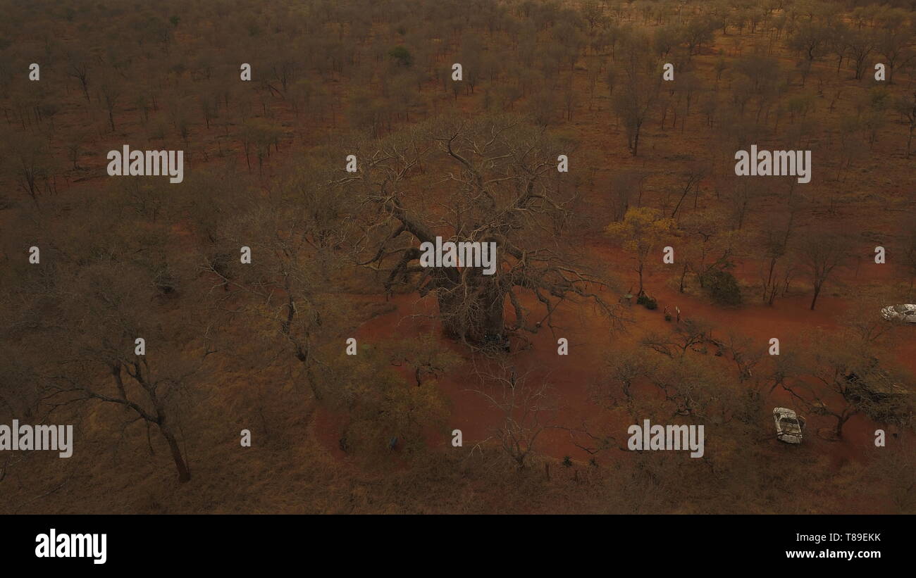 Baobab/ Adansonia digitata,anni 1000, in Sudafrica (boaboa Cremore di tartaro albero albero bottiglia di limonata tree upside-down monkey albero del pane) Foto Stock