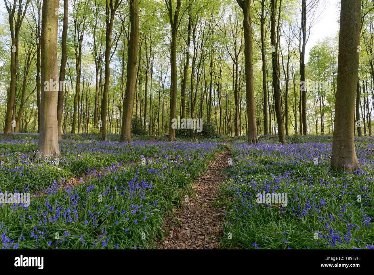 Blue Bells e faggi con il fogliame fresco in Micheldever Forest Hampshire Foto Stock
