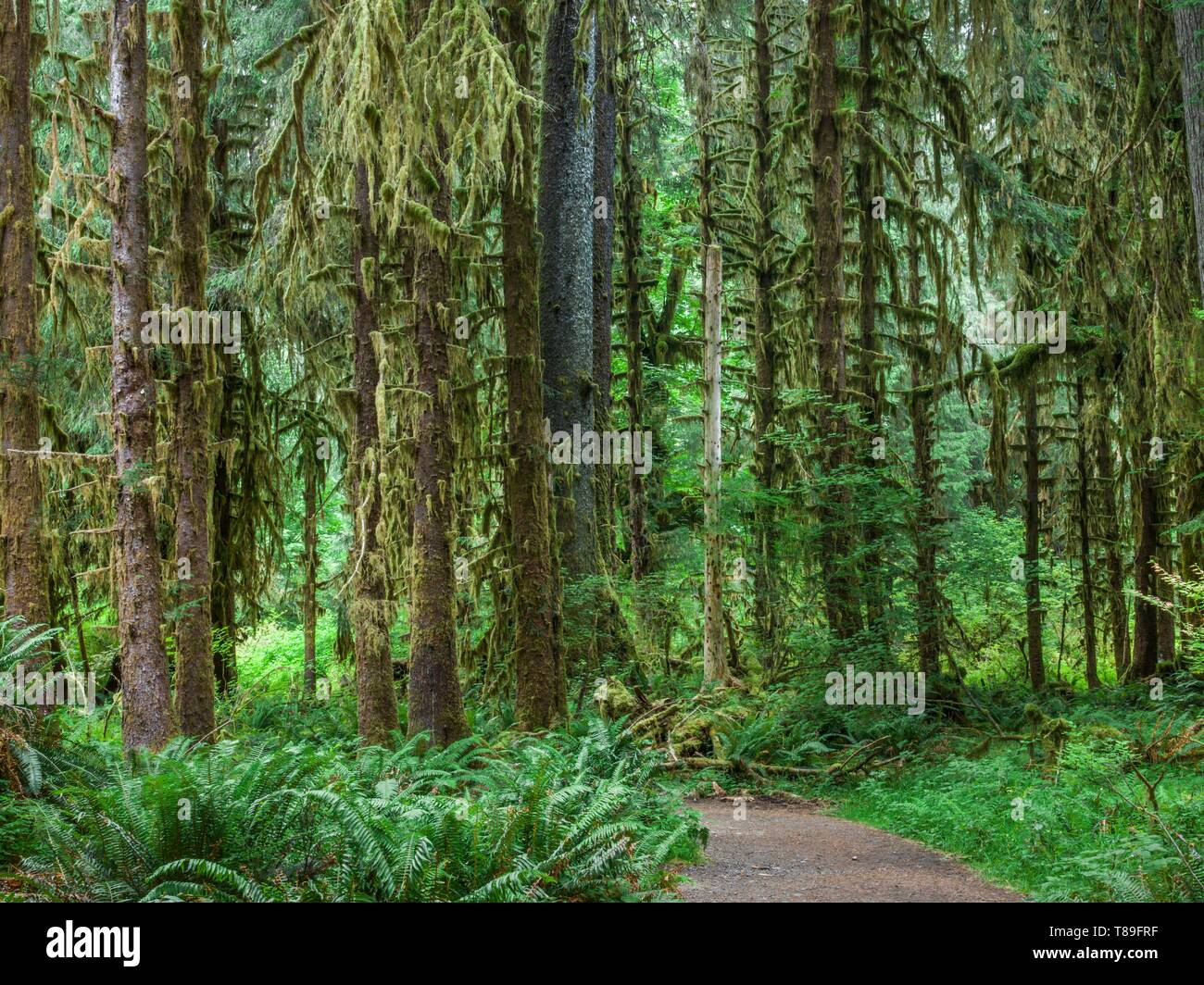 Stati Uniti, Washington, il Parco Nazionale di Olympic, foresta primitiva Foto Stock
