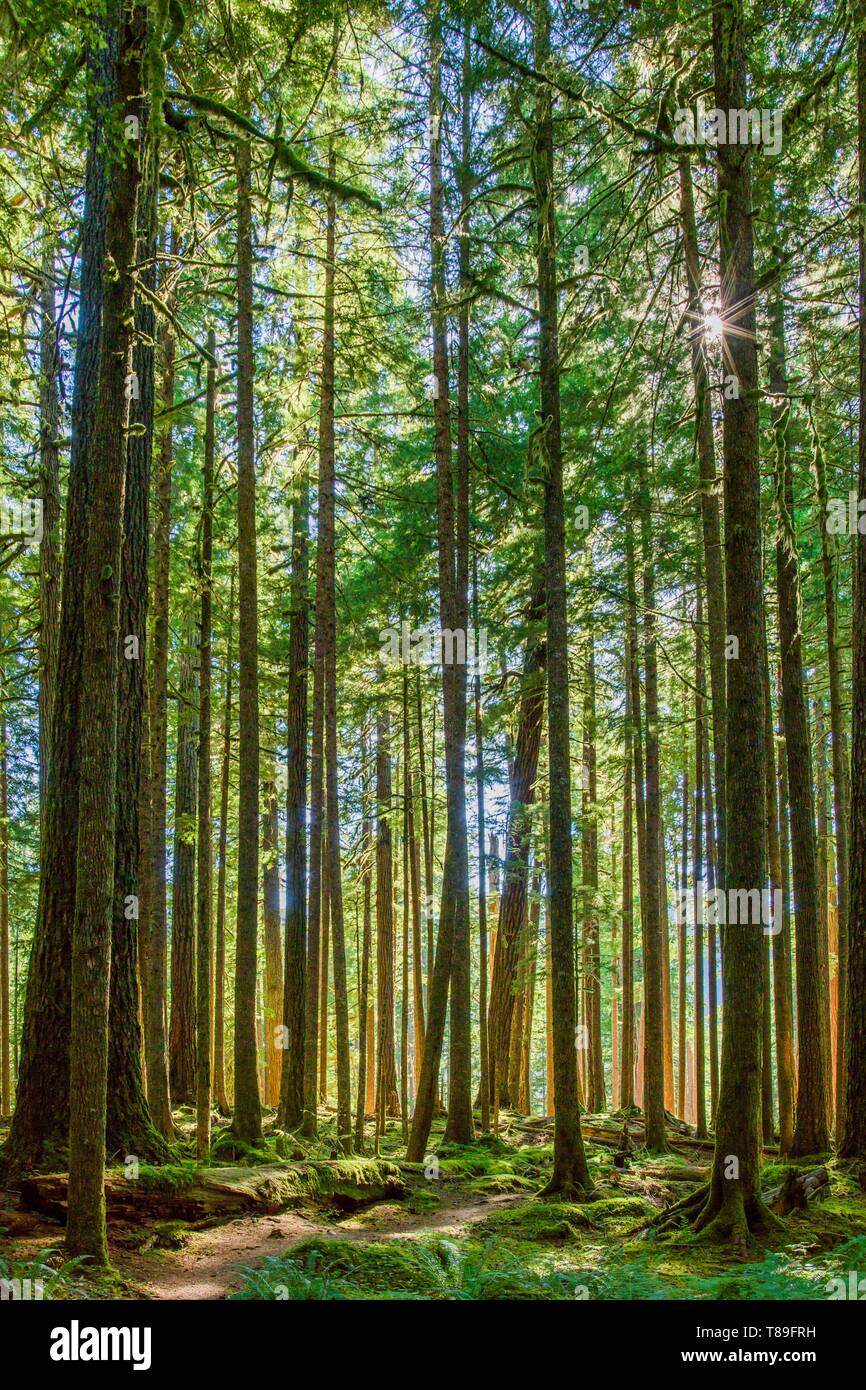 Stati Uniti, Washington, il Parco Nazionale di Olympic, foresta primitiva Foto Stock