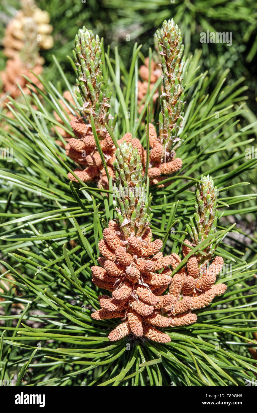 Lodgepole pino, Pinus contorta coni maschili Foto Stock