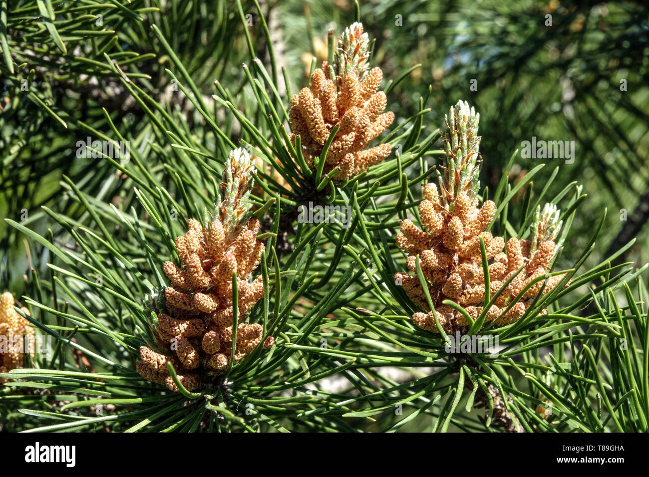 Lodgepole pino, Pinus contorta coni maschili Foto Stock