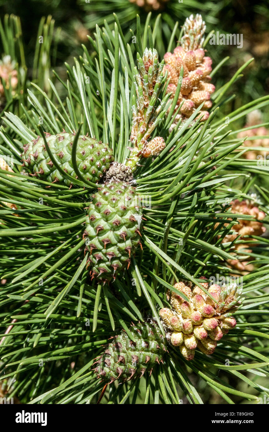 Coni di pino Lodgepole Pinus contorta Foto Stock