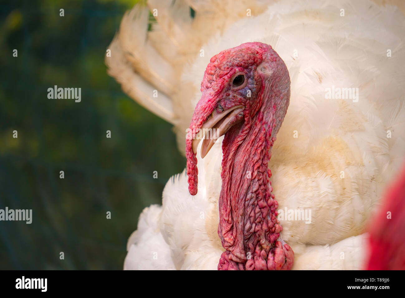 La Turchia bianco grande uccello vicino fino in agriturismo Foto Stock