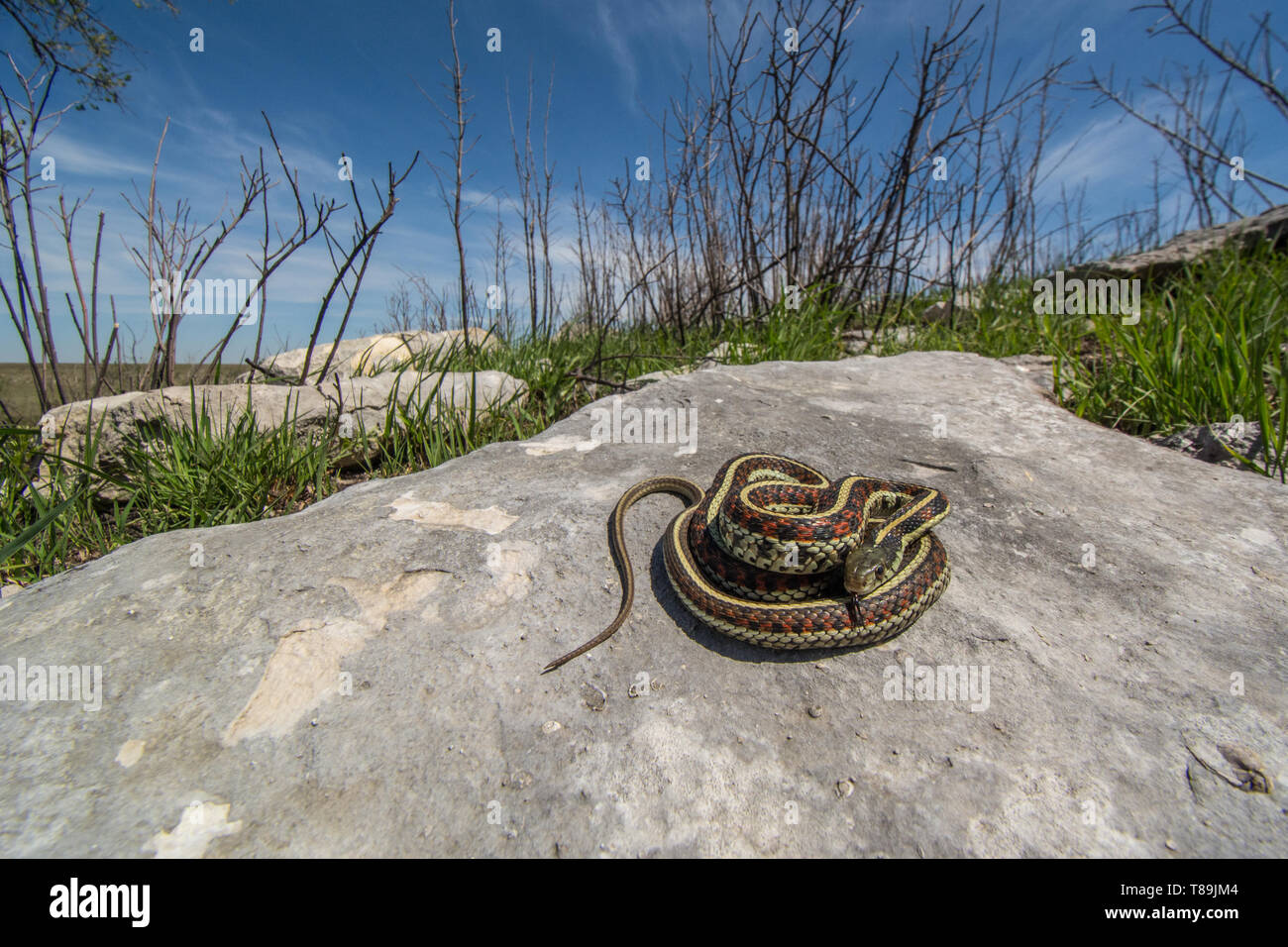 Red-sided Gartersnake (Thamnophis sirtalis parietalis) da Chase County, Kansas, Stati Uniti d'America. Foto Stock