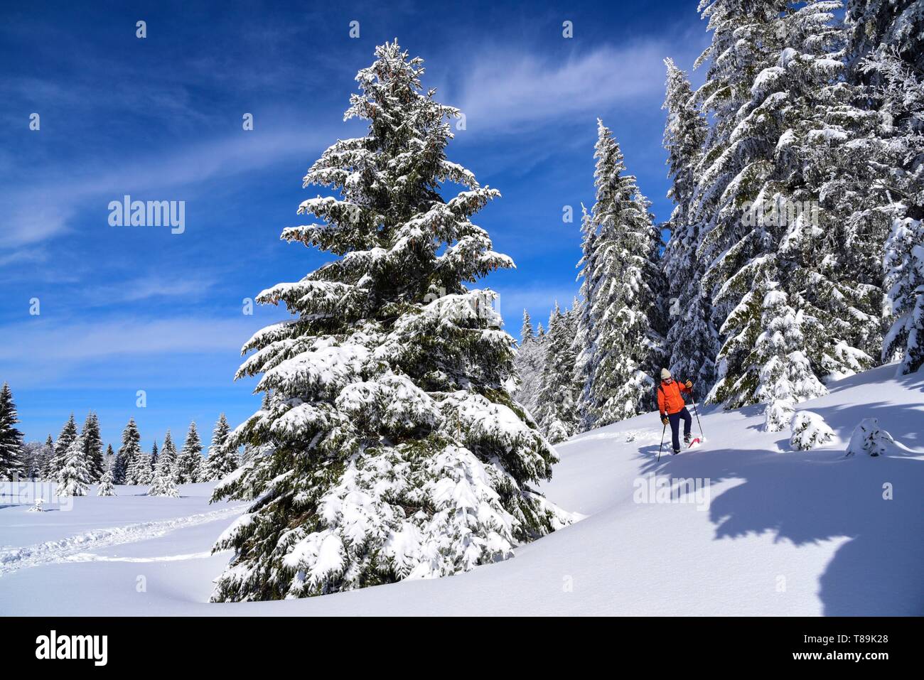 Francia, Giura, GTJ, grande traversata del Jura su racchette da neve, attraversando maestosi paesaggi tra foreste spinose e radura Molunes Foto Stock