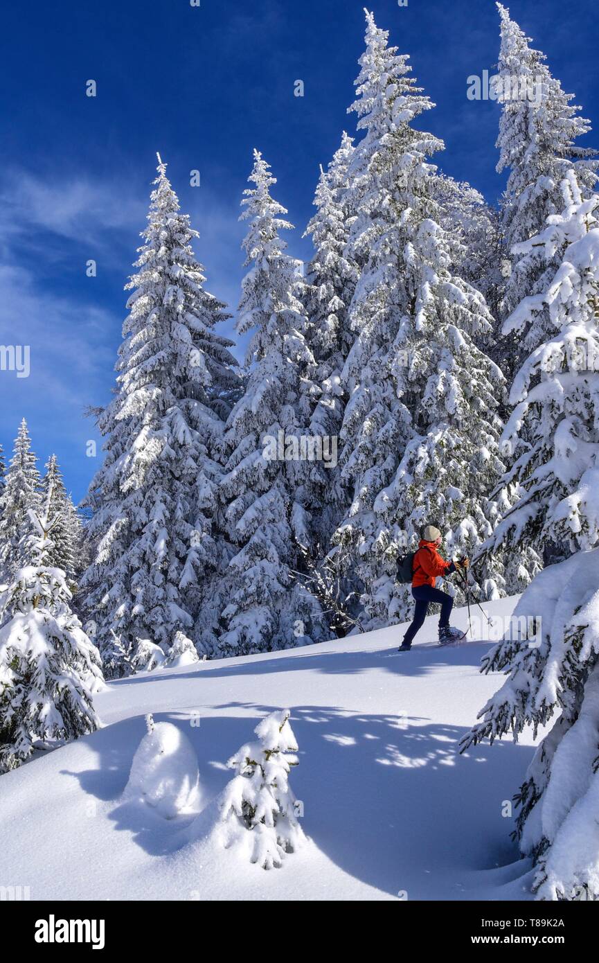 Francia, Giura, GTJ, grande traversata del Jura su racchette da neve, attraversando maestosi paesaggi tra foreste spinose e radura Molunes Foto Stock