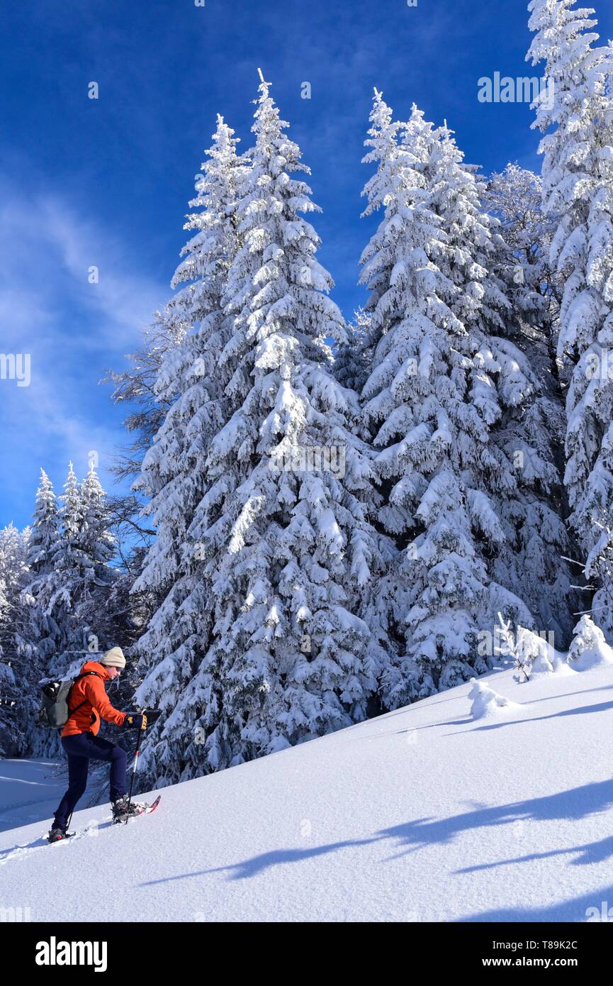 Francia, Giura, GTJ grande traversata del Jura su racchette da neve, attraversando maestosi paesaggi tra foreste spinose e radura Molunes Foto Stock