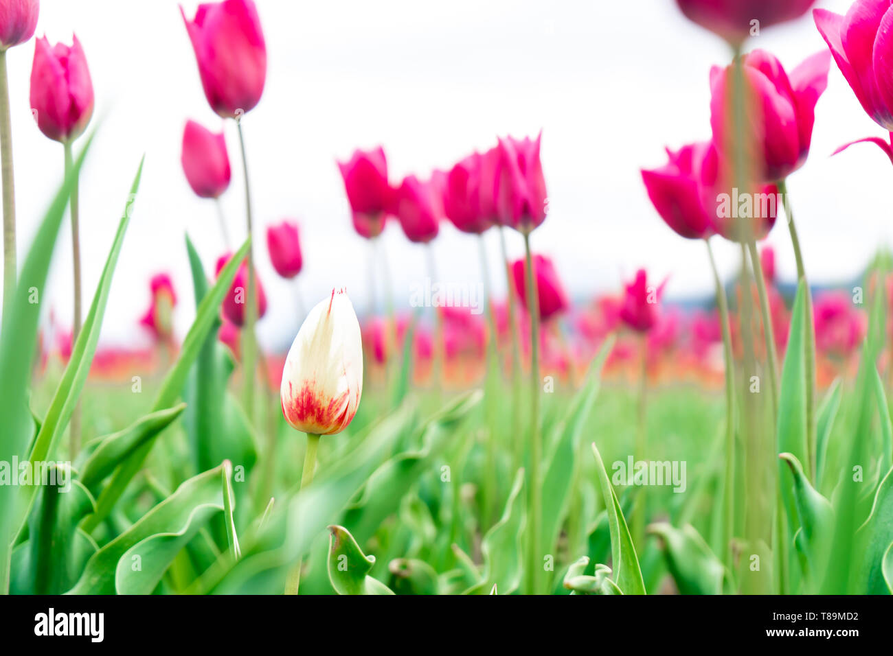 Il bianco e il rosso tulipano francese in un campo di fiori, tra rosa tulipani trionfo, con uno sfondo sfocato e concentrarsi su di un fiore diverso. Foto Stock